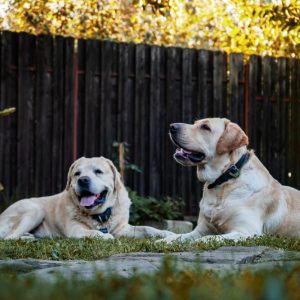 Doggie Daycare