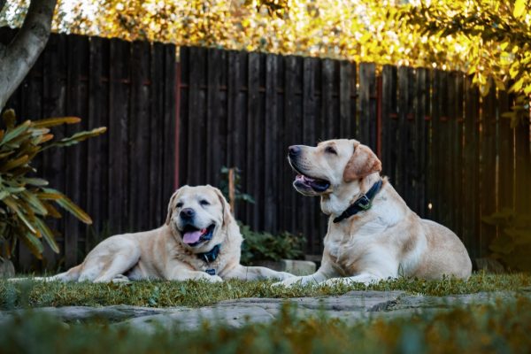 Doggie Daycare